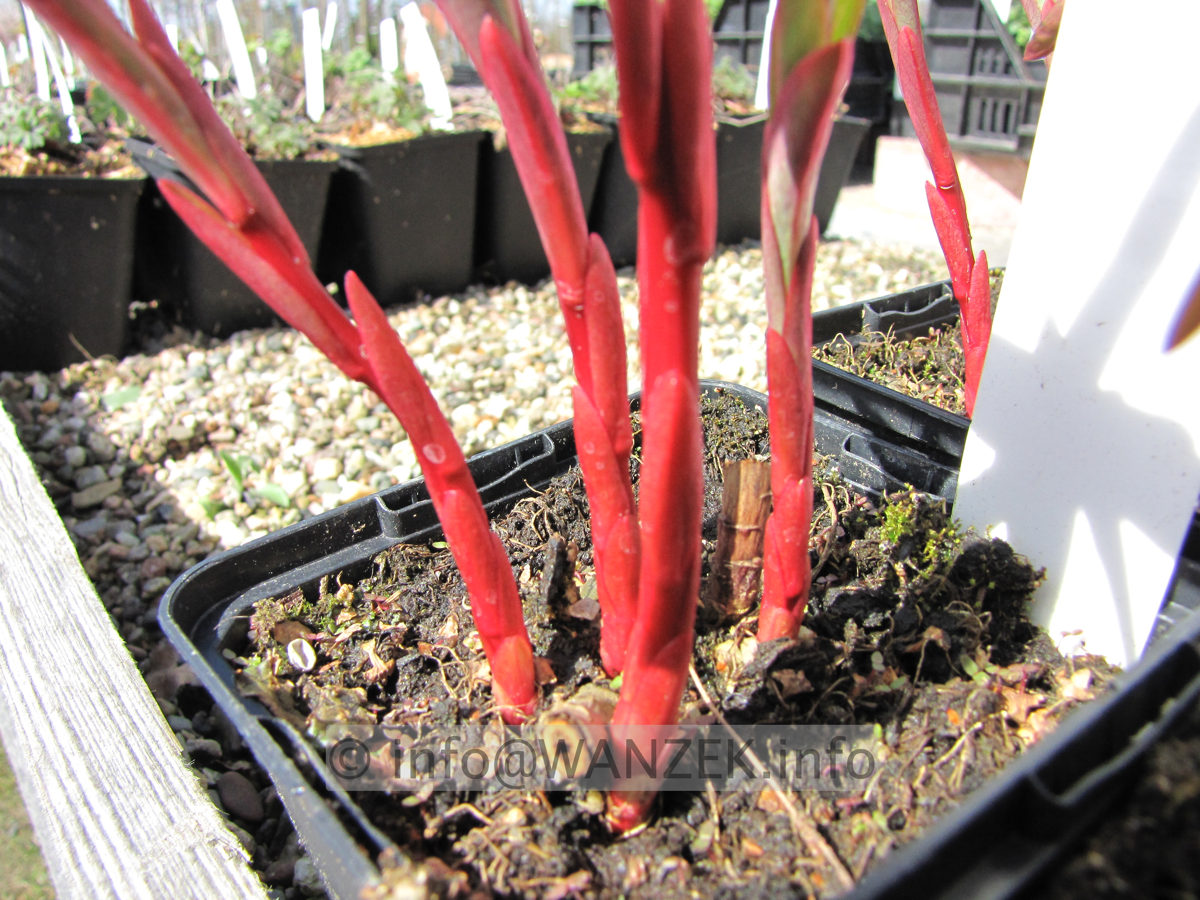 Euphorbia griffithi Fireglow Austrieb nah1.JPG